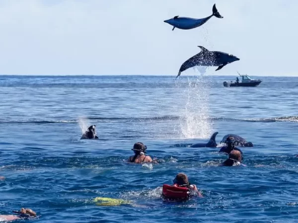 dolphins