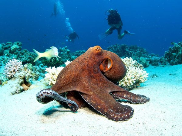 iStock_Zanzibar_WildlifeOctopus